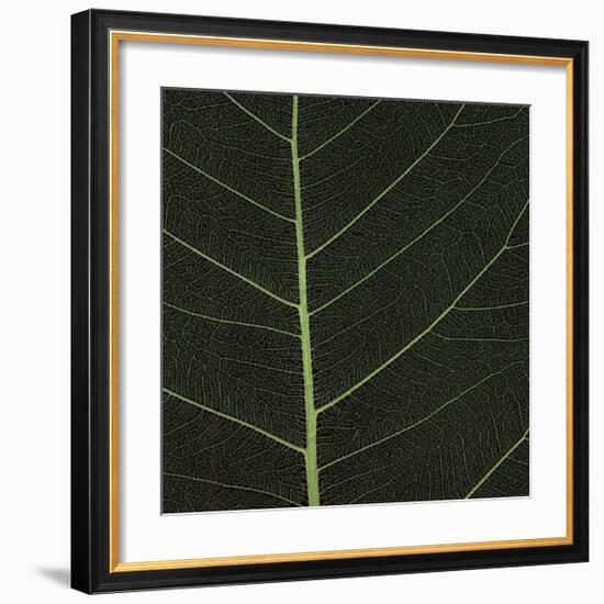 Bo Leaf I-Andrew Levine-Framed Giclee Print