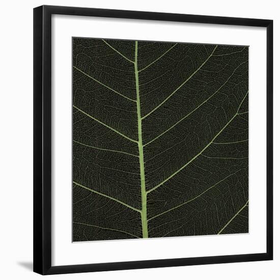 Bo Leaf I-Andrew Levine-Framed Giclee Print