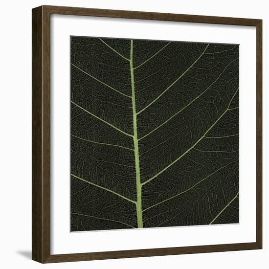 Bo Leaf I-Andrew Levine-Framed Giclee Print