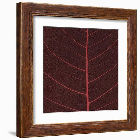 Bo Leaf II-Andrew Levine-Framed Giclee Print