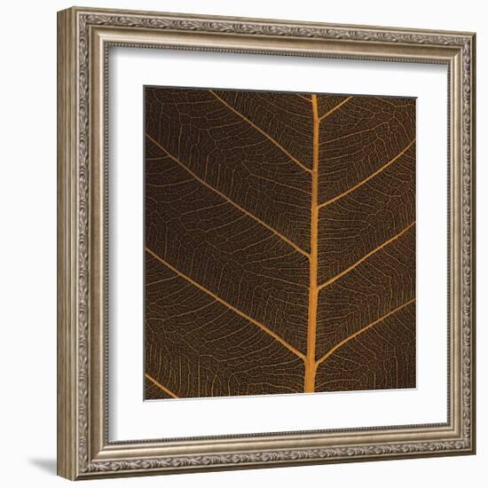 Bo Leaf III-Andrew Levine-Framed Giclee Print