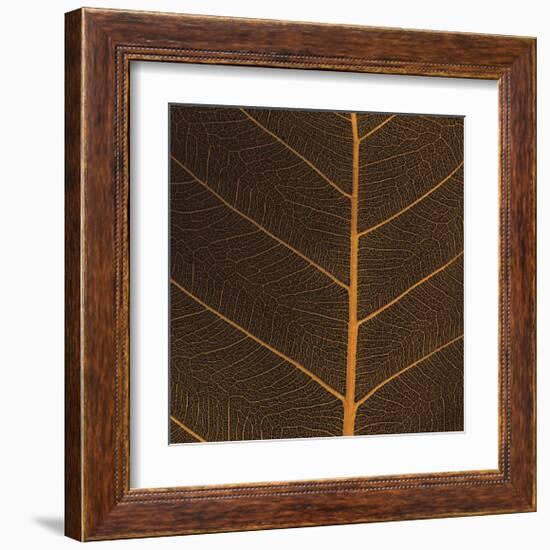 Bo Leaf III-Andrew Levine-Framed Giclee Print