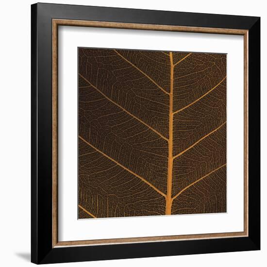 Bo Leaf III-Andrew Levine-Framed Giclee Print