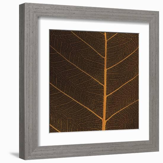 Bo Leaf III-Andrew Levine-Framed Giclee Print