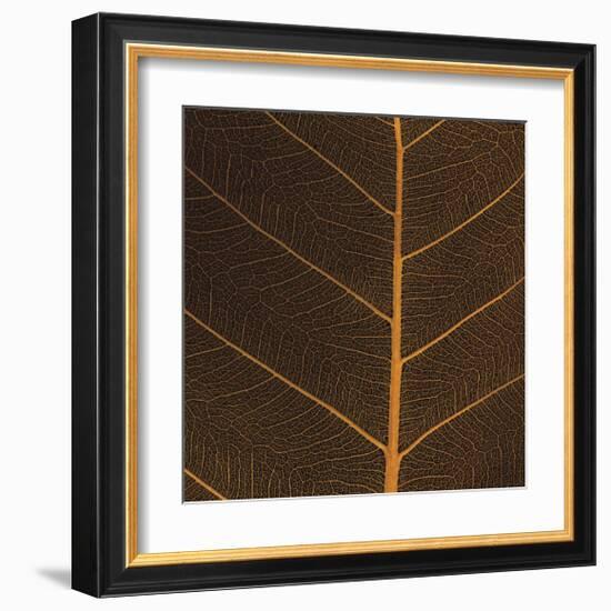 Bo Leaf III-Andrew Levine-Framed Giclee Print