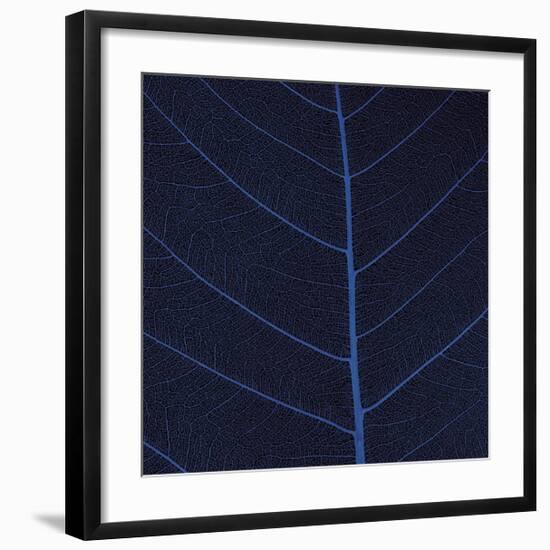 Bo Leaf IV-Andrew Levine-Framed Giclee Print