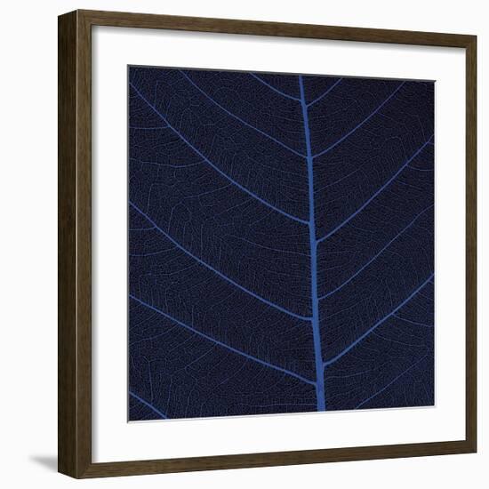 Bo Leaf IV-Andrew Levine-Framed Giclee Print