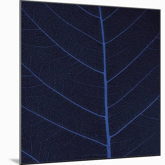 Bo Leaf IV-Andrew Levine-Mounted Giclee Print