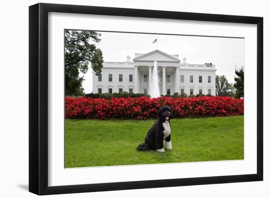 Bo, the Obama Family Dog, on the North Lawn of the White House, Sept. 28, 2012-null-Framed Premium Photographic Print