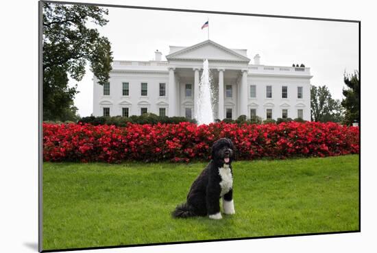 Bo, the Obama Family Dog, on the North Lawn of the White House, Sept. 28, 2012-null-Mounted Premium Photographic Print