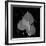 Bo Tree Leaf Xray-Albert Koetsier-Framed Art Print