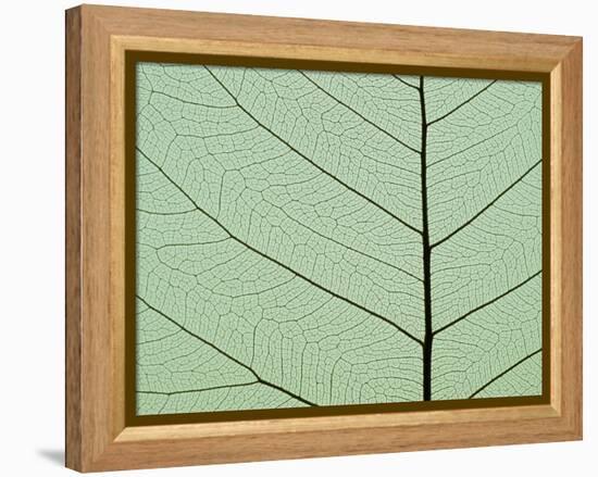 Bo Tree Leaf-Kevin Schafer-Framed Premier Image Canvas