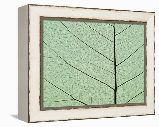 Bo Tree Leaf-Kevin Schafer-Framed Premier Image Canvas