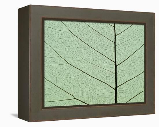 Bo Tree Leaf-Kevin Schafer-Framed Premier Image Canvas