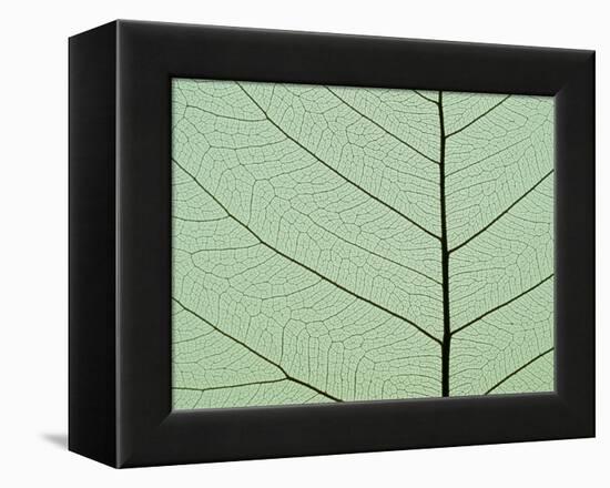 Bo Tree Leaf-Kevin Schafer-Framed Premier Image Canvas