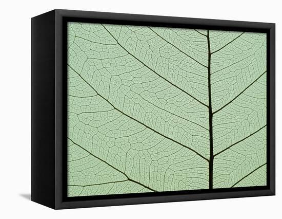 Bo Tree Leaf-Kevin Schafer-Framed Premier Image Canvas