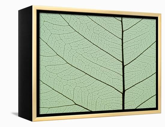 Bo Tree Leaf-Kevin Schafer-Framed Premier Image Canvas