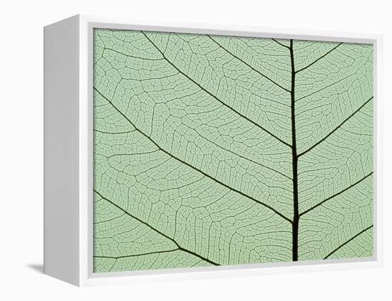 Bo Tree Leaf-Kevin Schafer-Framed Premier Image Canvas