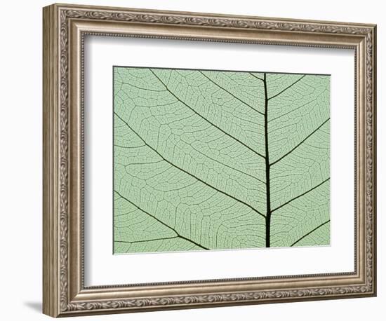 Bo Tree Leaf-Kevin Schafer-Framed Photographic Print