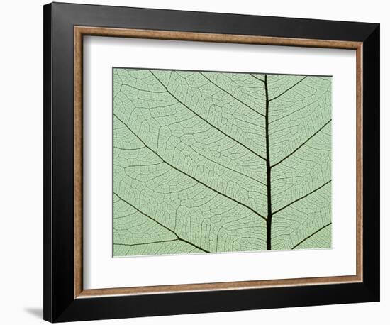 Bo Tree Leaf-Kevin Schafer-Framed Photographic Print