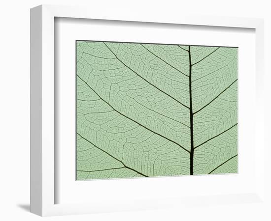 Bo Tree Leaf-Kevin Schafer-Framed Photographic Print