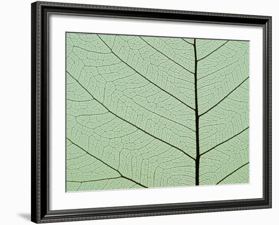 Bo Tree Leaf-Kevin Schafer-Framed Photographic Print