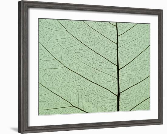 Bo Tree Leaf-Kevin Schafer-Framed Photographic Print