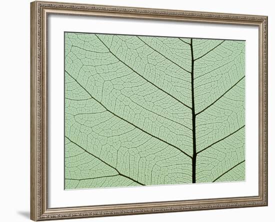 Bo Tree Leaf-Kevin Schafer-Framed Photographic Print