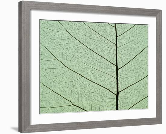 Bo Tree Leaf-Kevin Schafer-Framed Photographic Print