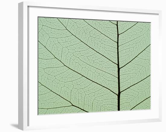 Bo Tree Leaf-Kevin Schafer-Framed Photographic Print