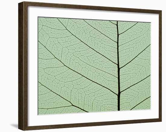 Bo Tree Leaf-Kevin Schafer-Framed Photographic Print