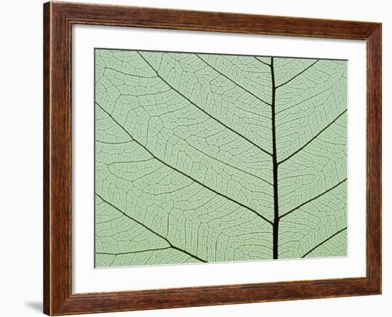 Bo Tree Leaf-Kevin Schafer-Framed Photographic Print