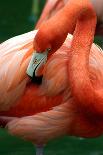 A Pink Flamingo Grooming Herself at Sea World, Orlando, Florida-Bo Vilmos Widerberg-Framed Premier Image Canvas
