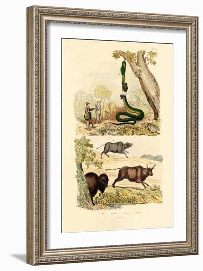 Boa, 1833-39-null-Framed Giclee Print