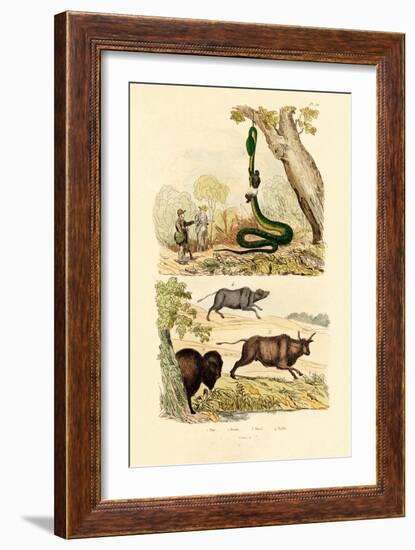 Boa, 1833-39-null-Framed Giclee Print