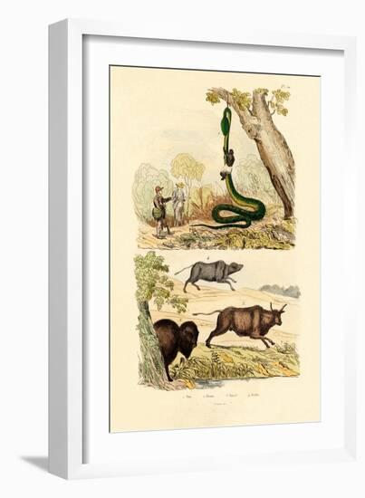 Boa, 1833-39-null-Framed Giclee Print