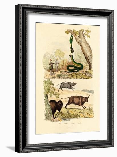 Boa, 1833-39-null-Framed Giclee Print