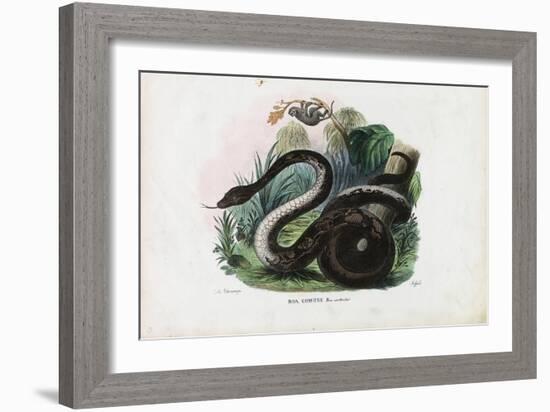 Boa Constrictor, 1863-79-Raimundo Petraroja-Framed Giclee Print