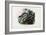 Boa Constrictor, 1863-79-Raimundo Petraroja-Framed Giclee Print