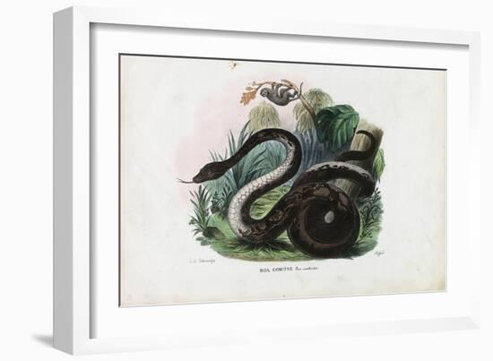 Boa Constrictor, 1863-79-Raimundo Petraroja-Framed Giclee Print