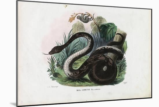 Boa Constrictor, 1863-79-Raimundo Petraroja-Mounted Giclee Print