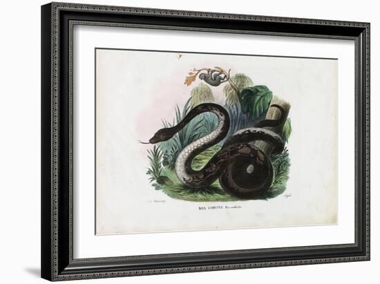 Boa Constrictor, 1863-79-Raimundo Petraroja-Framed Giclee Print