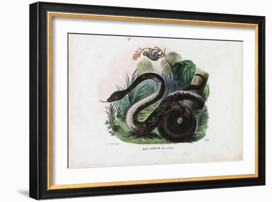 Boa Constrictor, 1863-79-Raimundo Petraroja-Framed Giclee Print