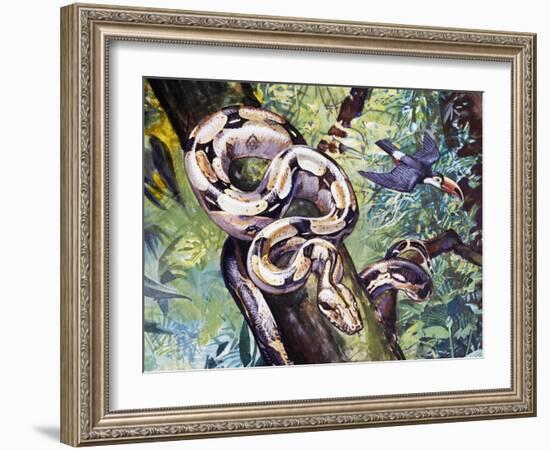 Boa Constrictor (Boa Constrictor), Boidae-null-Framed Giclee Print