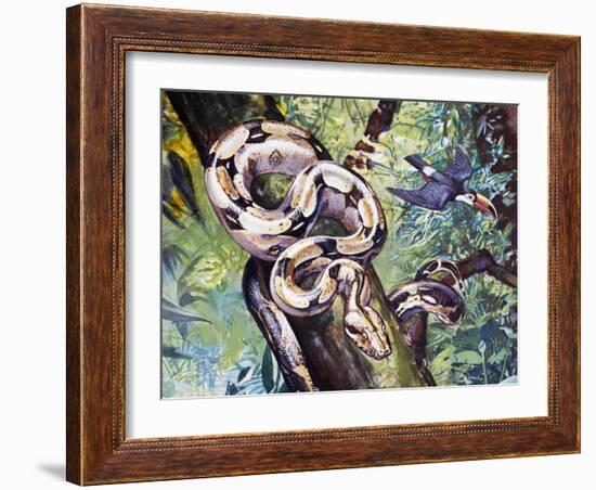 Boa Constrictor (Boa Constrictor), Boidae-null-Framed Giclee Print