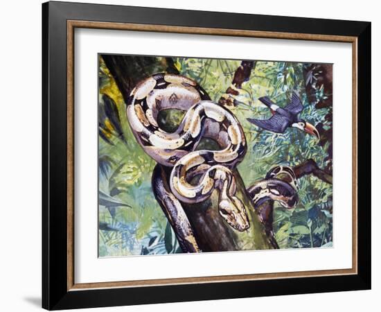 Boa Constrictor (Boa Constrictor), Boidae-null-Framed Giclee Print