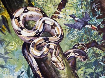 洋書The Complete Boa Constrictor ボア