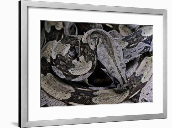 Boa Constrictor Constrictor-Paul Starosta-Framed Photographic Print