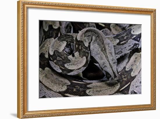 Boa Constrictor Constrictor-Paul Starosta-Framed Photographic Print