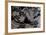 Boa Constrictor Constrictor-Paul Starosta-Framed Photographic Print